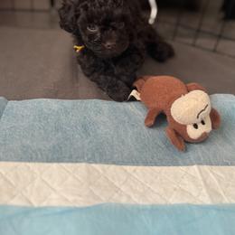 Benny - Chocolate male Yorkipoo puppy in Waldorf, Maryland from Luv My Yorkies, LLC