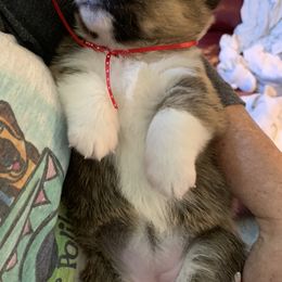 American Corgis and Pembroke Welsh Corgis from Classy Country Corgis