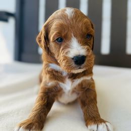 Lincoln - Red  male Goldendoodle puppy in Auburn, Indiana from Martin’s Doodles