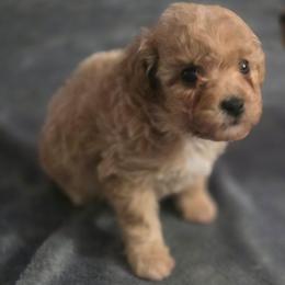 Peaches(AKC) - Apricot female Poodle puppy in Lawton, Oklahoma from My Precious Toy Poodles