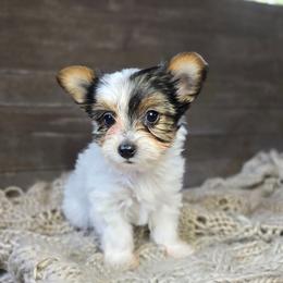 Tcup Ivy - Parti female Yorkshire Terrier puppy in Mountain Grove, Missouri from Precious Puppies