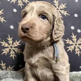 Karma - female Long Haired Weimaraner puppy in Blanchardville, Wisconsin from Northern Bluegrass Weimaraners