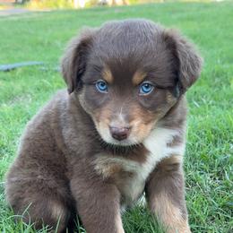 Bambi - Red tri-color female Australian Shepherd puppy in Jones, Oklahoma from J&R Aussies/Shih Tzu
