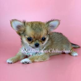 Tiny Harley Quinn - Sable spotted white female Chihuahua puppy in Anderson, South Carolina from Lil Treasures Chihuahuas