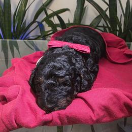 Luke - Phantom male Poodle puppy in Pompano Beach, Florida from Quality Care Dobermans