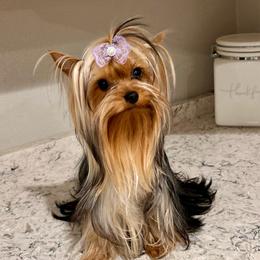 Lili - Yorkshire Terrier