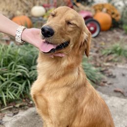 Harper - Golden Retriever