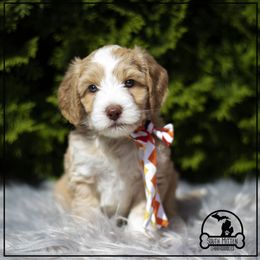 Australian Labradoodle Puppies from South Mitten Labradoodles