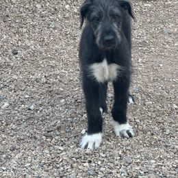 Boy 1 - Black Irish Wolfhound puppy in Blue Rapids, Kansas from Timbercreek Irish Wolfhounds