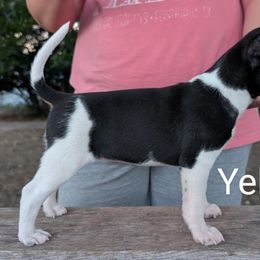 Girl 2 - Black tan and white female American Hairless Terrier puppy in Denton, Texas from Distinct American Hairless Terriers