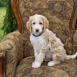 Sky - Parti male Goldendoodle puppy in Idaho Falls, Idaho from High Quality Goldendoodles