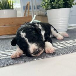 Santa Barbara - White and black female Bordoodle puppy in Valley Center, California from Circle R Valley Bordoodls