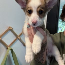 Boy 4 - Sable merle and white male American Corgi puppy in Castle Rock, Washington from R and b corgis and farm