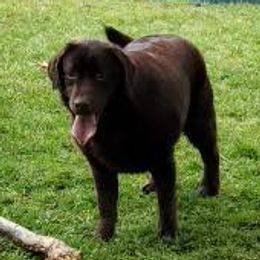 Whitney - Labrador Retriever