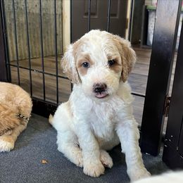Goldendoodle and Golden Retriever Puppies from Magical Goldens