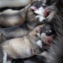 Siberian Husky Puppies from Ivie Huskies