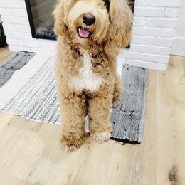 Luna - Labradoodle
