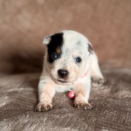 Polly - Blue speckled female Australian Cattle Dog puppy in Sahuarita, Arizona from A2 Australian Cattle Dogs