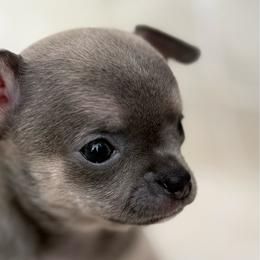 Fawn boy - Fawn male Chihuahua puppy in Summerfield, Florida from Uey’s Chihuahuas