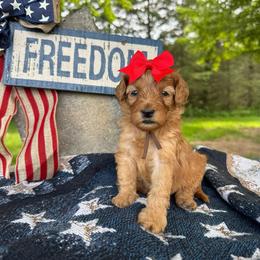 Brown - Red  female Goldendoodle puppy in Hesperia, Michigan from Red Acres Poodles & Doodles