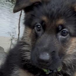 German Shepherds from Christina Vanada