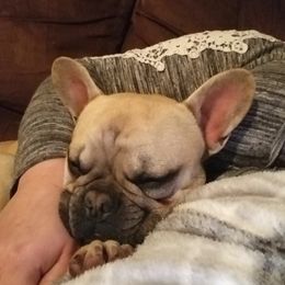 Tater - French Bulldog