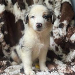 Breezeberry - Blue merle female Australian Shepherd puppy in Wayne, West Virginia from Creek Side Aussies & Doodles