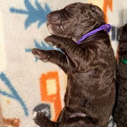 Chocolate Female (white stripe) - Brown female Poodle puppy in Mendenhall, Mississippi from Red Bayou Kennels, LLC