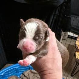 Nibbles - Red tri male Miniature Australian Shepherd puppy in Romney, West Virginia from South Branch Mini Aussies