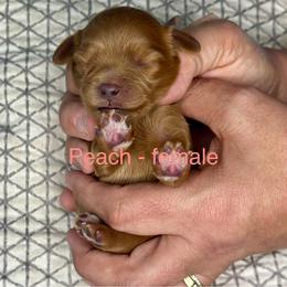 Peach - Red female Cavapoo puppy in Herriman, Utah from Shaggy Mountain Pups LLC