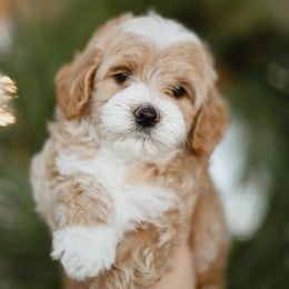 Eve - Cream female Goldendoodle puppy in Pasco, Washington from Sunset Grove