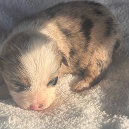 Boy 2 - Black and tan male Corgipoo puppy in Junction, Utah from Sugar Doodles