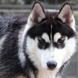 Zora - Siberian Husky