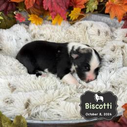 Biscotti - Blue merle male Australian Shepherd puppy in El Dorado Springs, Missouri from OR Aussies