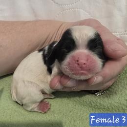 Girl 3 - Black and white female Cocker Spaniel puppy in Greensboro, North Carolina from Cochran Spaniels
