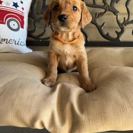 Orange Collar Girl - Dark golden female Golden Retriever puppy in Bristol, Tennessee from The Dogstead