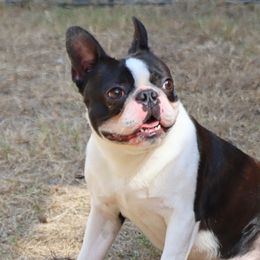 Boston Terriers, Bulldogs, and French Bulldogs from JP Ranch Bulldogs