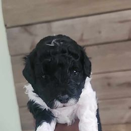 Poodle All Grown Up from Cox Poodles