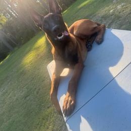 Loki - Fawn male Belgian Malinois puppy in Midway, Georgia from C4MALINOIS