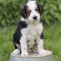Splash - Sable male Aussiedoodle puppy in Germantown, Ohio from Doodle Patch Farm