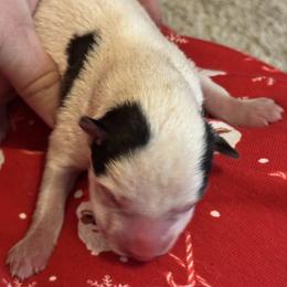 Chip - Black and white male Siberian Husky puppy in Mechanicsville, Virginia from Shinko Siberians