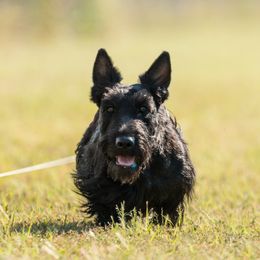 Ivey - Scottish Terrier