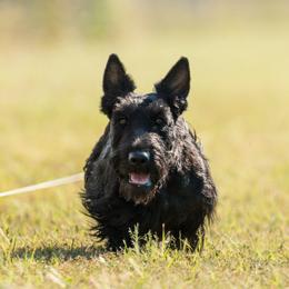 Ivey - Scottish Terrier