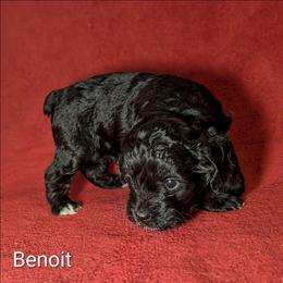 Benoit - Black and white male Cockapoo puppy in Sunset, Louisiana from Cano Cockapoos