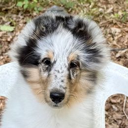Blue Merle with soft color blue coat with small black spots. Brown eyes ands freckles. - Blue merle white and tan female Shetland Sheepdog puppy in Chapel Hill, North Carolina from Solange Shelties