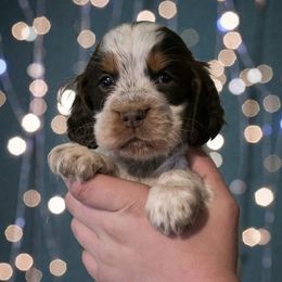 Eeyore - Tri-Roan female English Springer Spaniel puppy in Florida from Thunderbird Springers