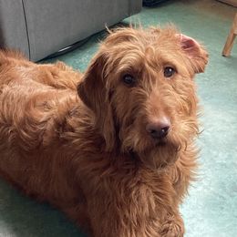 Maple - Labradoodle