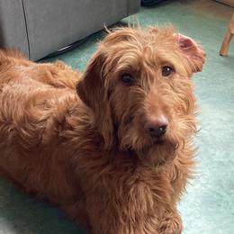 Maple - Labradoodle