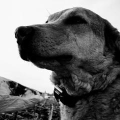 Chesapeake Bay Retrievers and Labrador Retrievers from Big Sioux Retrievers