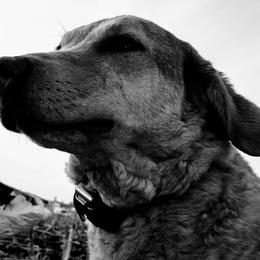 Chesapeake Bay Retrievers and Labrador Retrievers from Big Sioux Retrievers